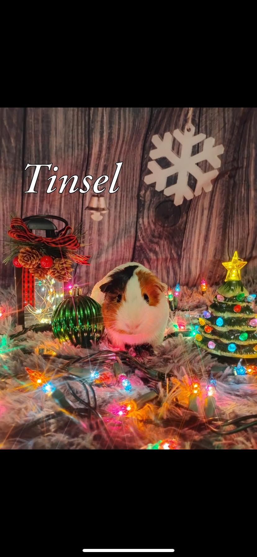 Christmas piggies (5) , an adopted Guinea Pig in Greensburg, PA image 1/5