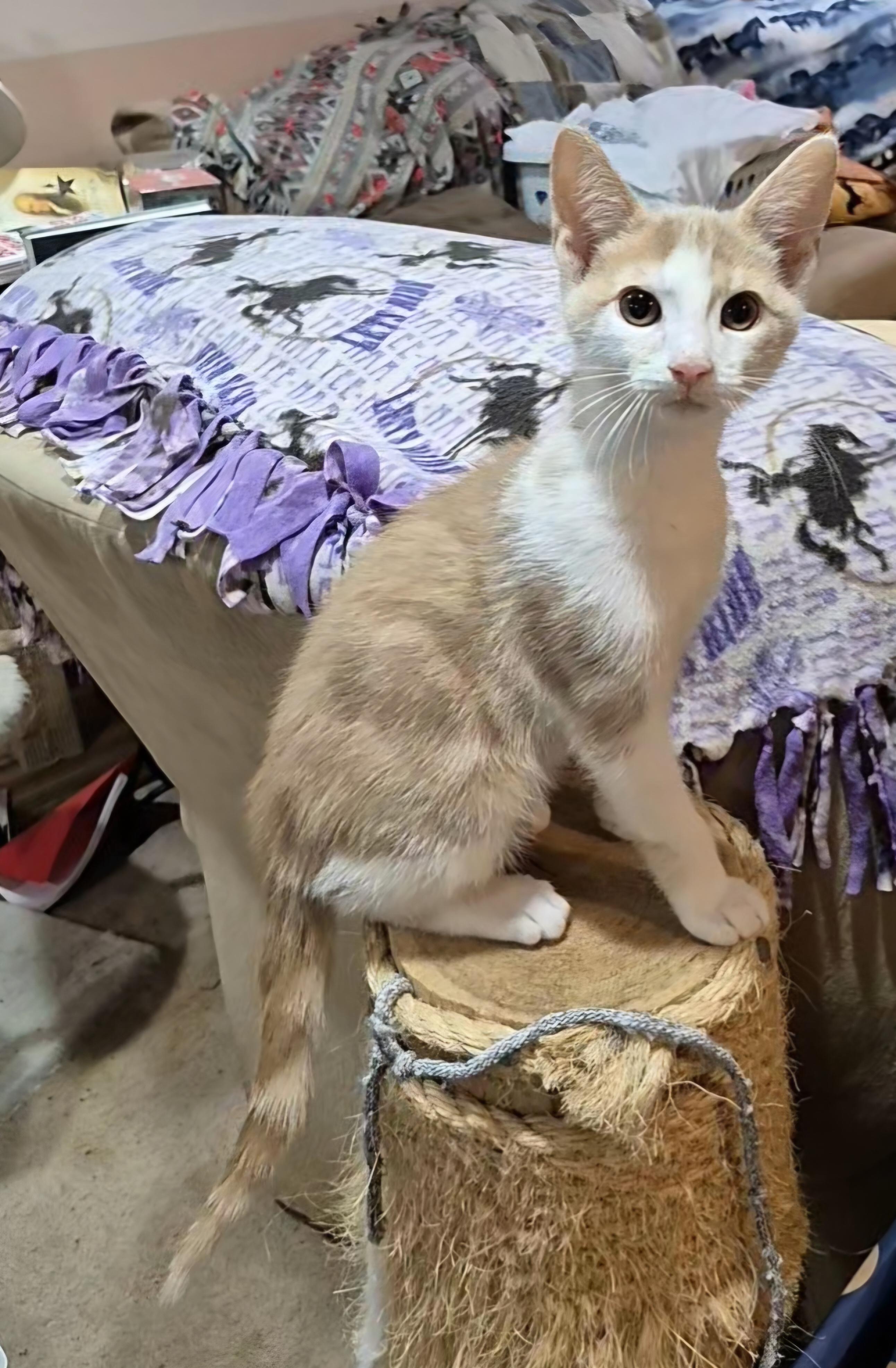Pollux, a Adoptable mixed breed in Milwaukee, WI image 2/5