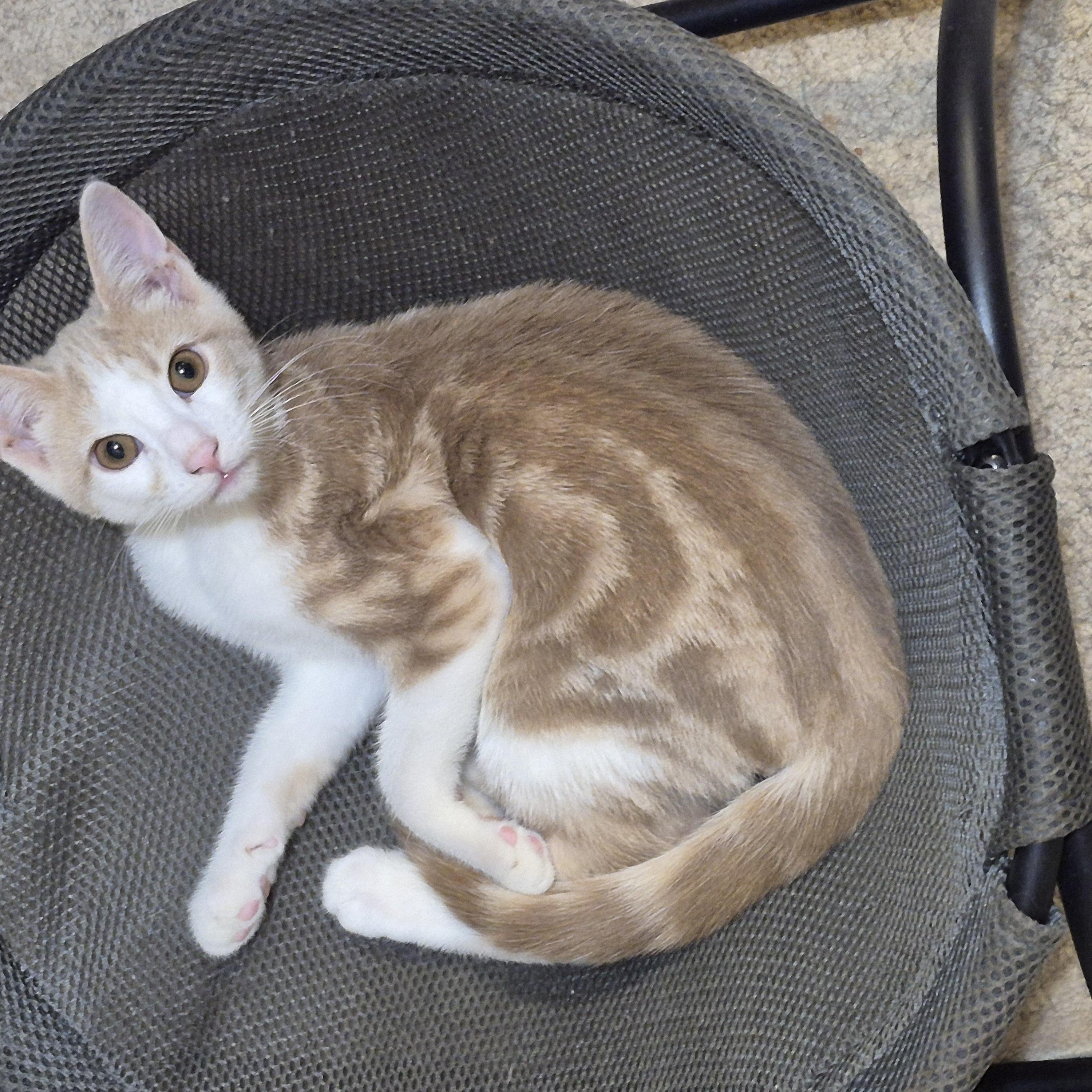 Pollux, Adoptable, Kitten Male Domestic Short Hair.