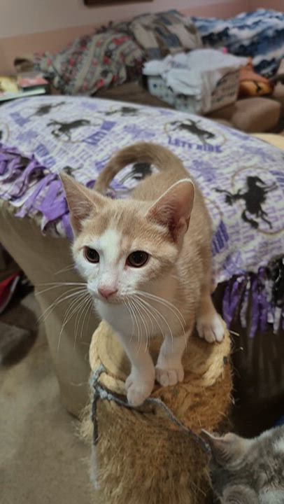 Enlarge Pollux, a Adoptable mixed breed in Milwaukee, WI video 5/5