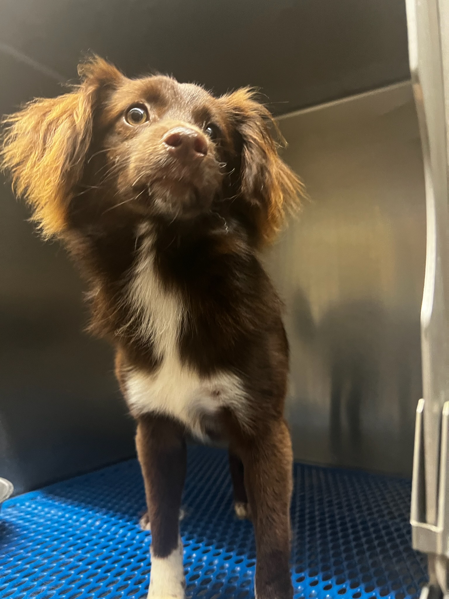 Enlarge Frankie, a Adopted mixed breed in Fullerton, CA image 1/1