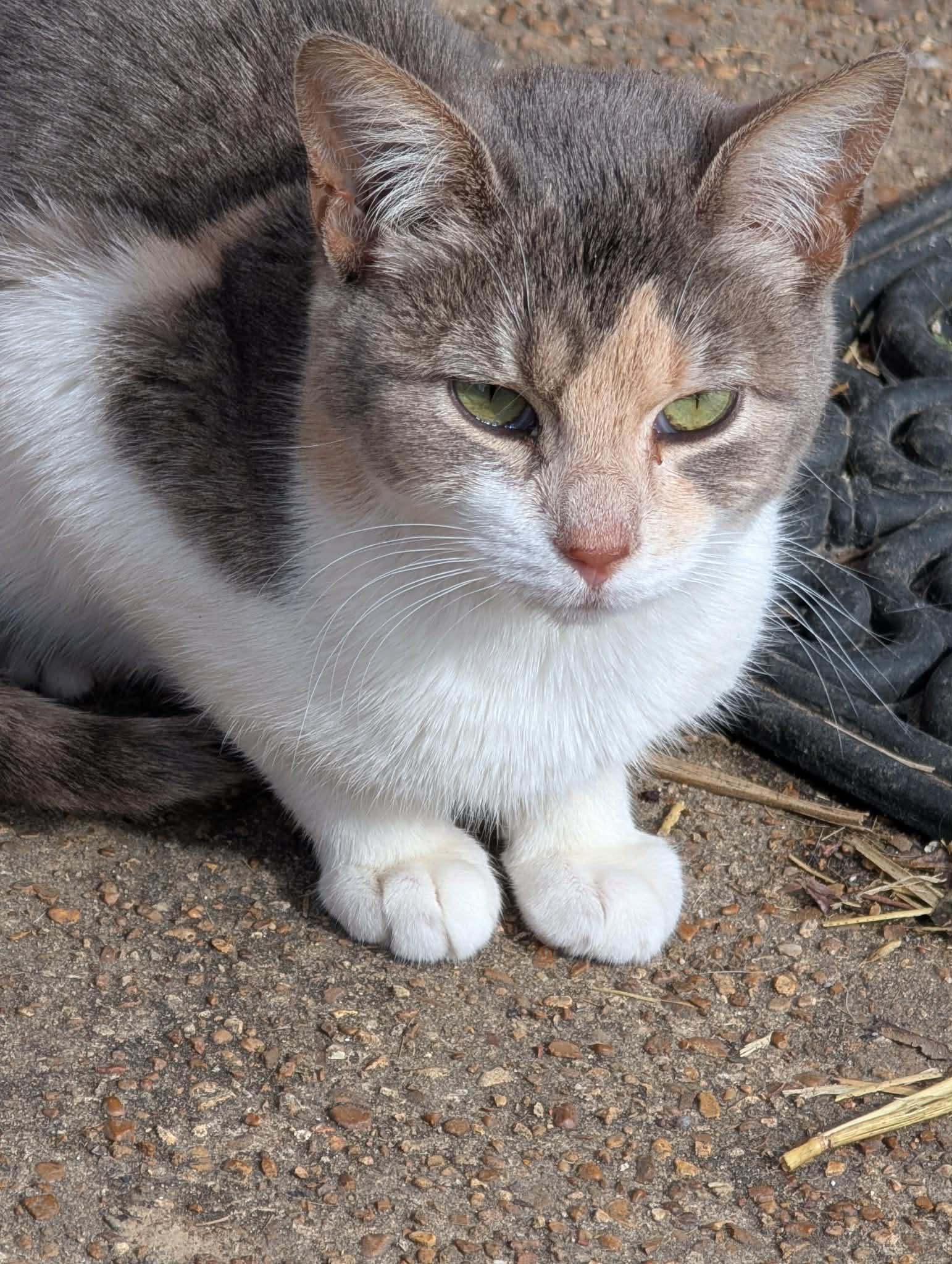 Ruby (NT-Fostered in TN), ADOPTABLE, Young Female Dilute Calico.