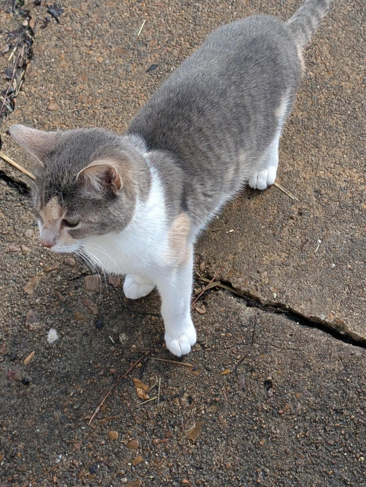 Ruby (NT-Fostered in TN), a ADOPTABLE Dilute Calico in Brooklyn, CT image 5/5