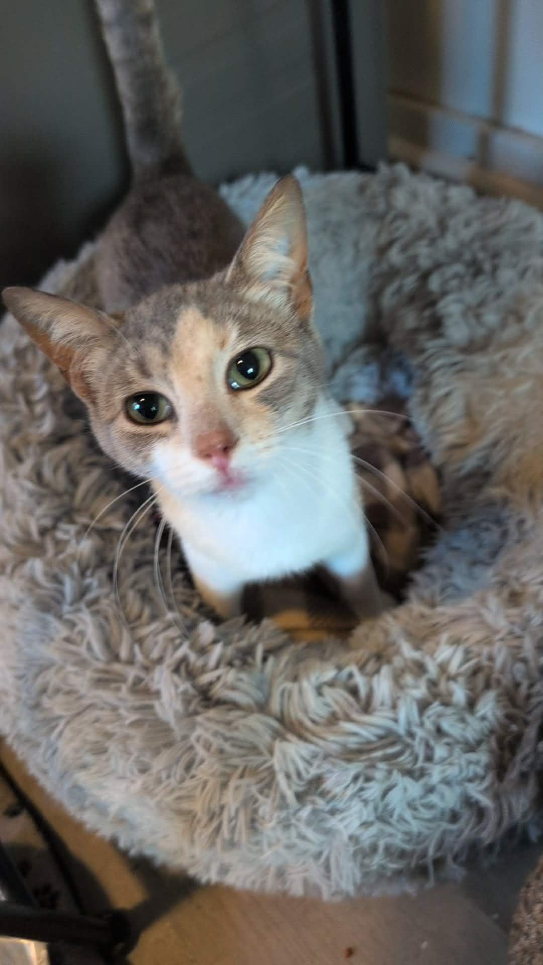 Enlarge Ruby (Tiff-Fostered in New England), a ADOPTABLE Dilute Calico in Brooklyn, CT image 1/6