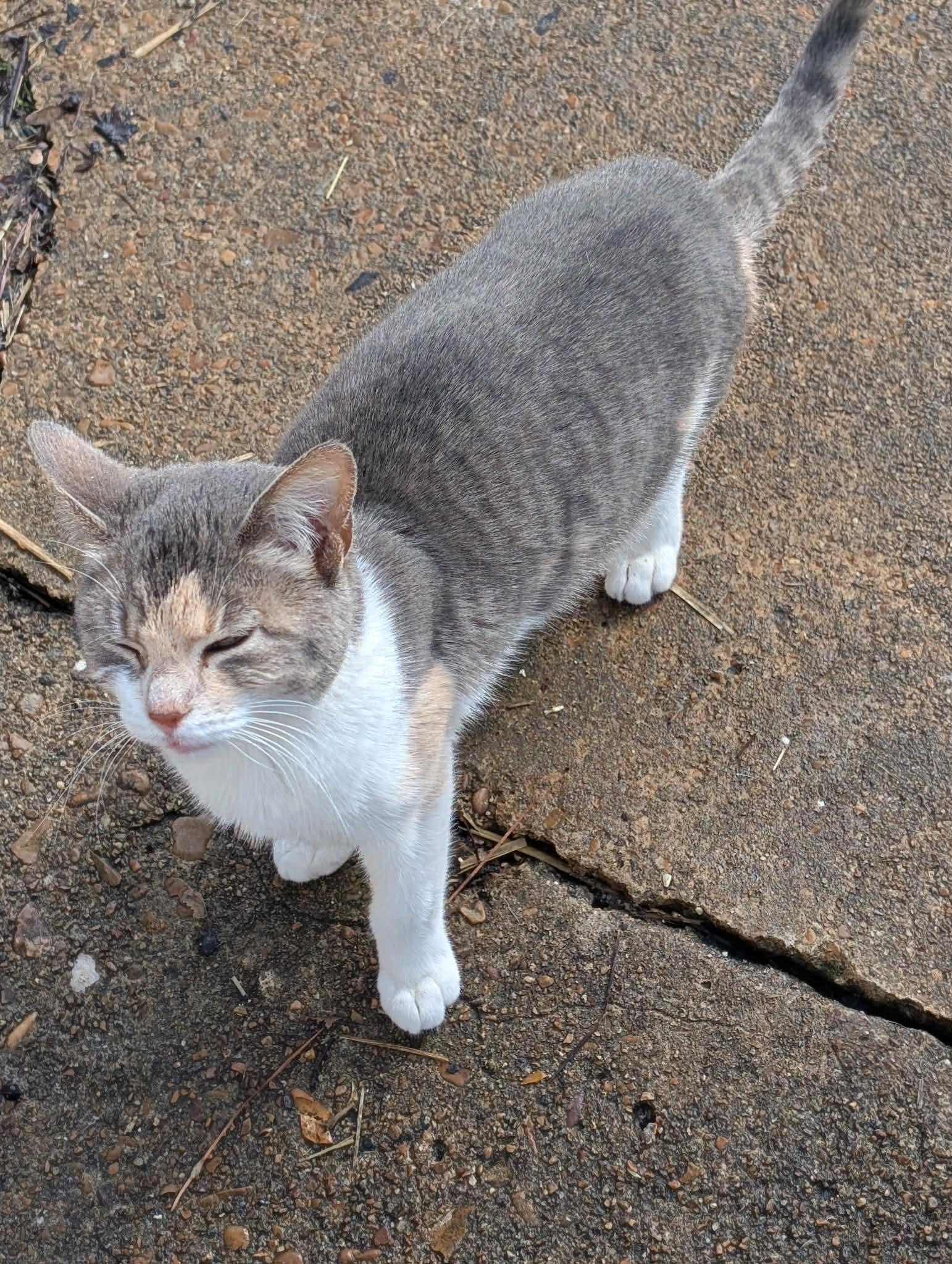 Ruby (NT-Fostered in TN), a ADOPTABLE Dilute Calico in Brooklyn, CT image 4/5