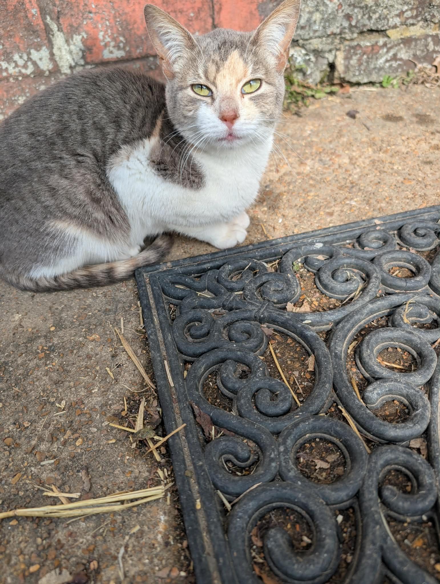 Ruby (NT-Fostered in TN), a ADOPTABLE Dilute Calico in Brooklyn, CT image 2/5