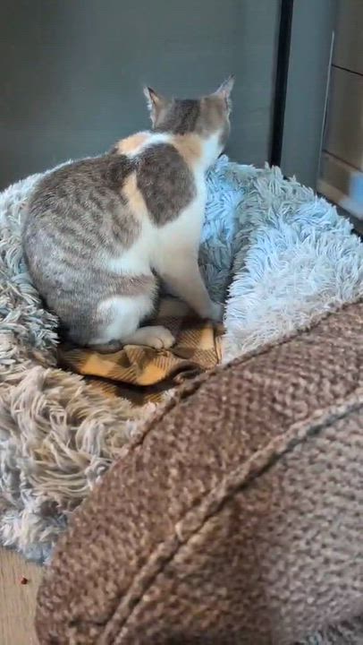 Enlarge Ruby (Tiff-Fostered in New England), a ADOPTABLE Dilute Calico in Brooklyn, CT video 6/6