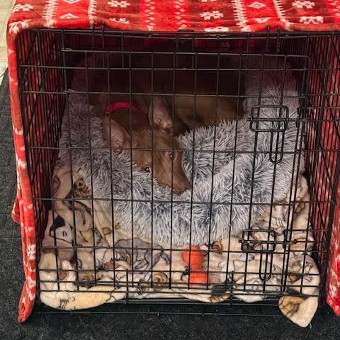 Sableye, Adoptable, Adult Female Pharaoh Hound & Pit Bull Terrier.