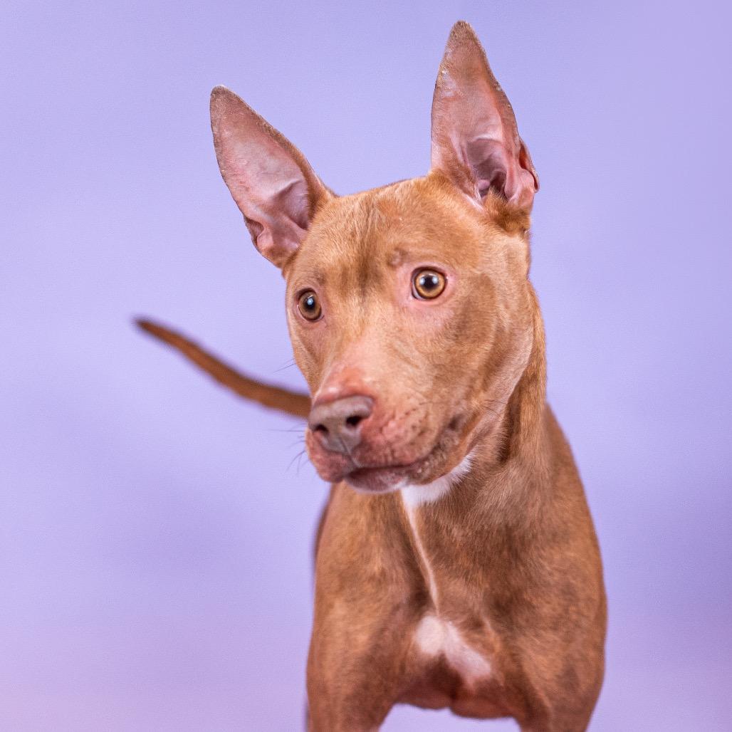 Enlarge Sableye, a Adoptable mixed breed in Northbrook, IL image 5/6