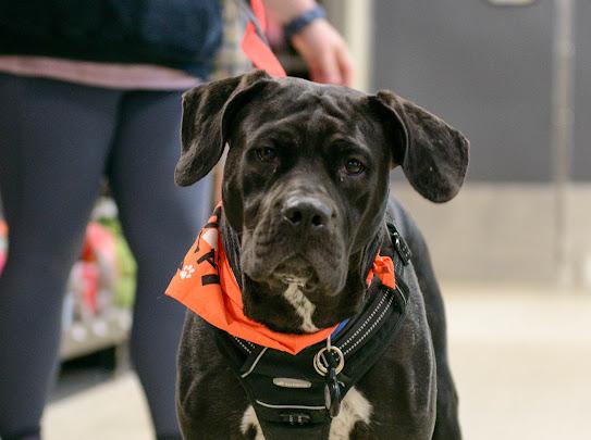 Angel, a ADOPTABLE mixed breed in Farmington, MN image 5/6