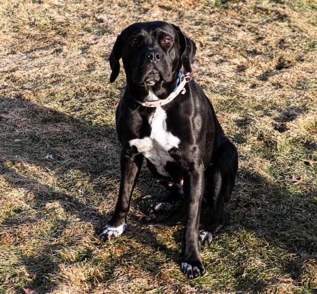 Angel, a ADOPTABLE mixed breed in Farmington, MN image 2/6