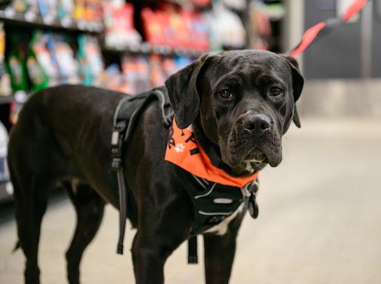 Angel, a ADOPTABLE mixed breed in Farmington, MN image 1/6