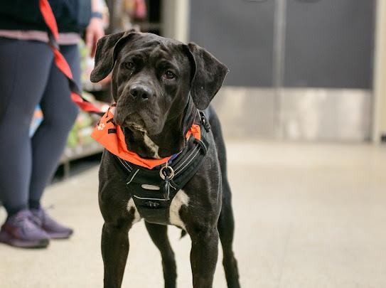 Angel, a ADOPTABLE mixed breed in Farmington, MN image 4/6