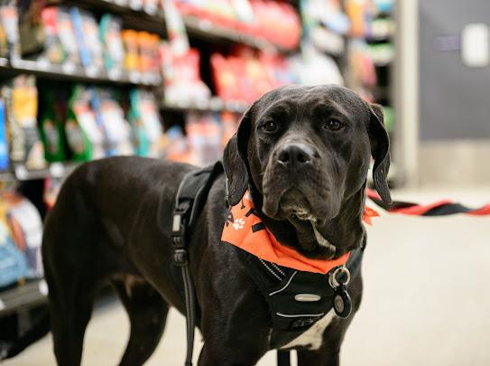 Angel, a ADOPTABLE mixed breed in Farmington, MN image 6/6