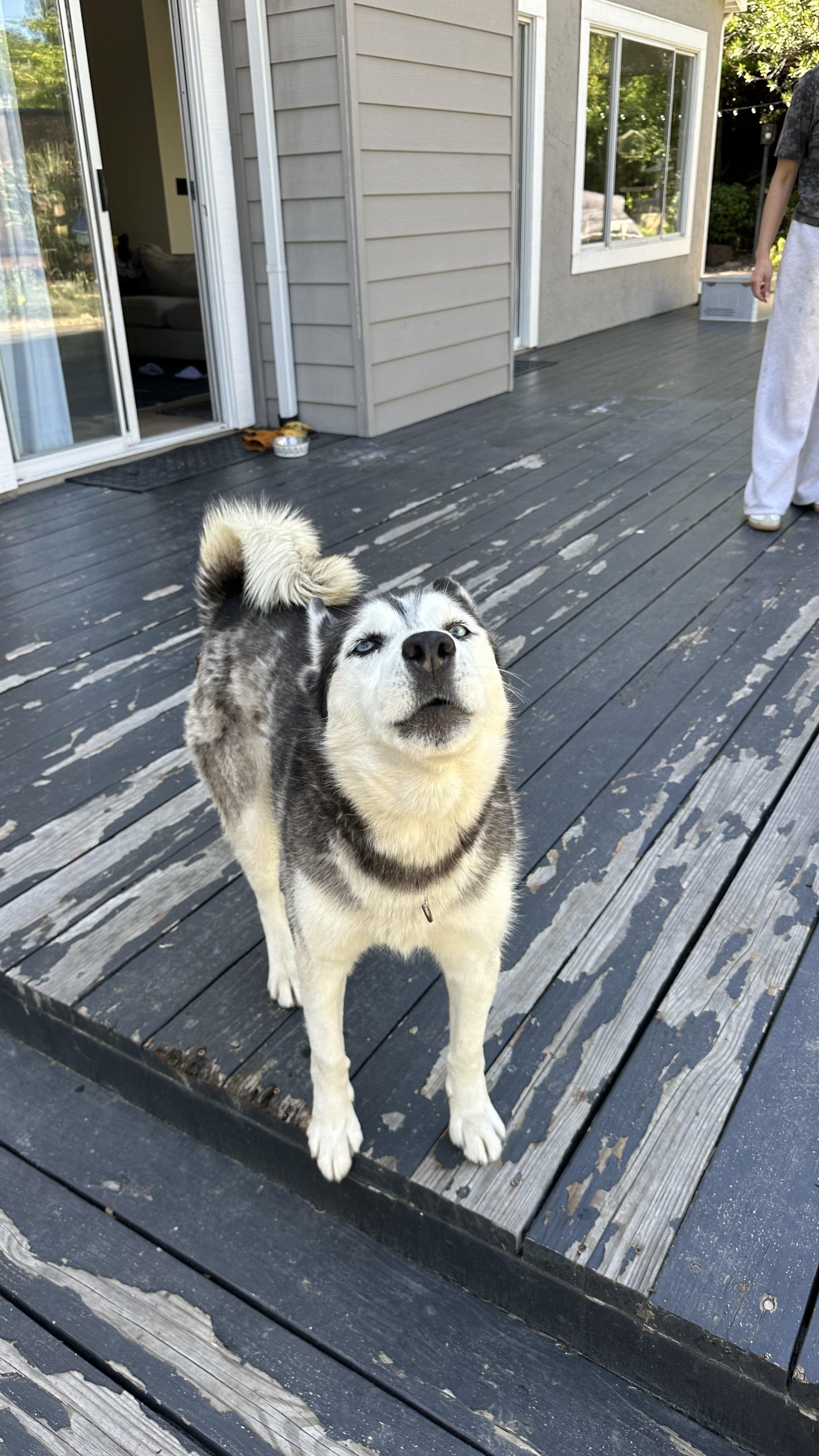 Enlarge Sassy, a ADOPTABLE Siberian Husky in Campbell, CA image 3/6