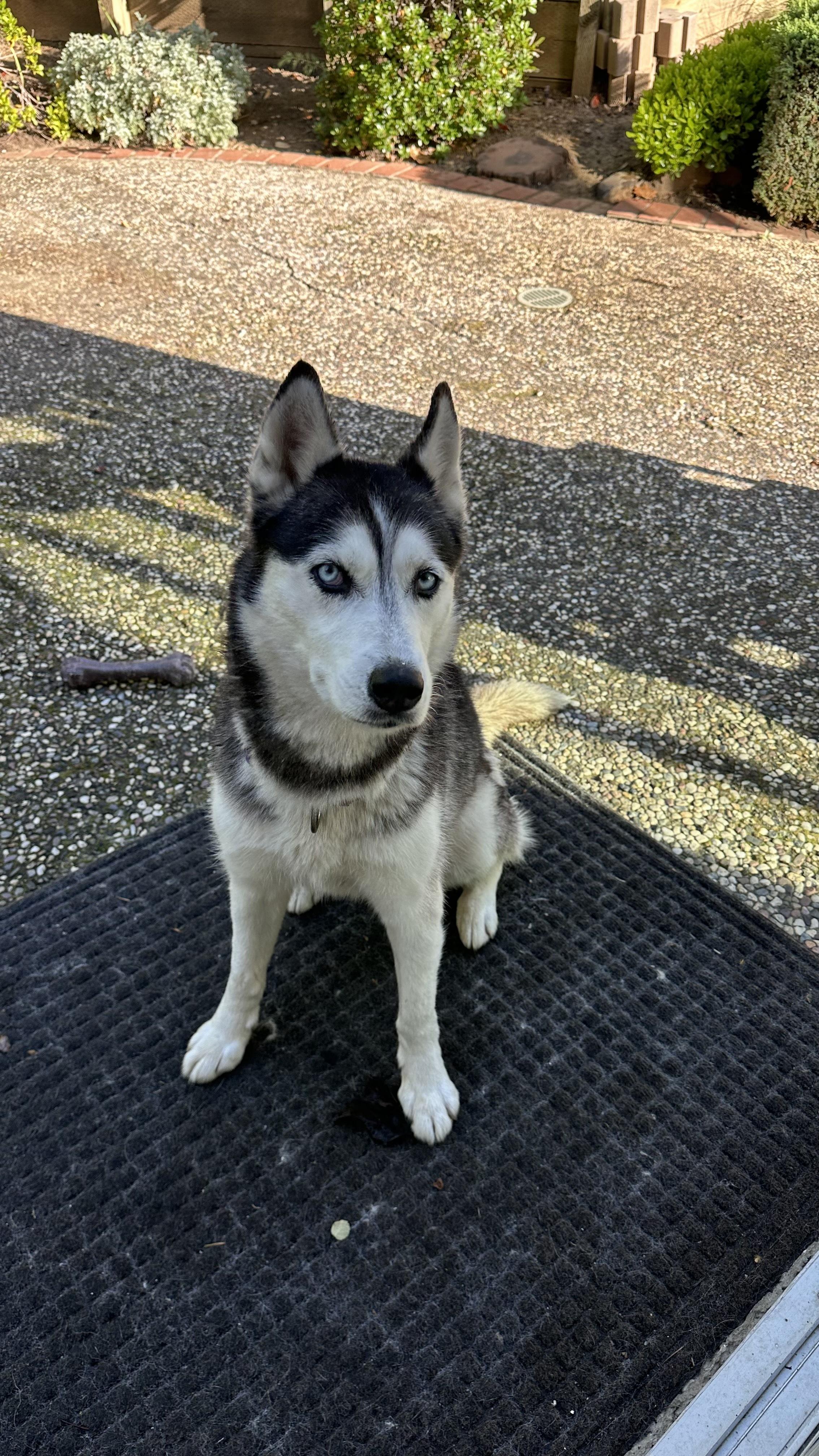 Sassy, ADOPTABLE, Adult Female Siberian Husky.