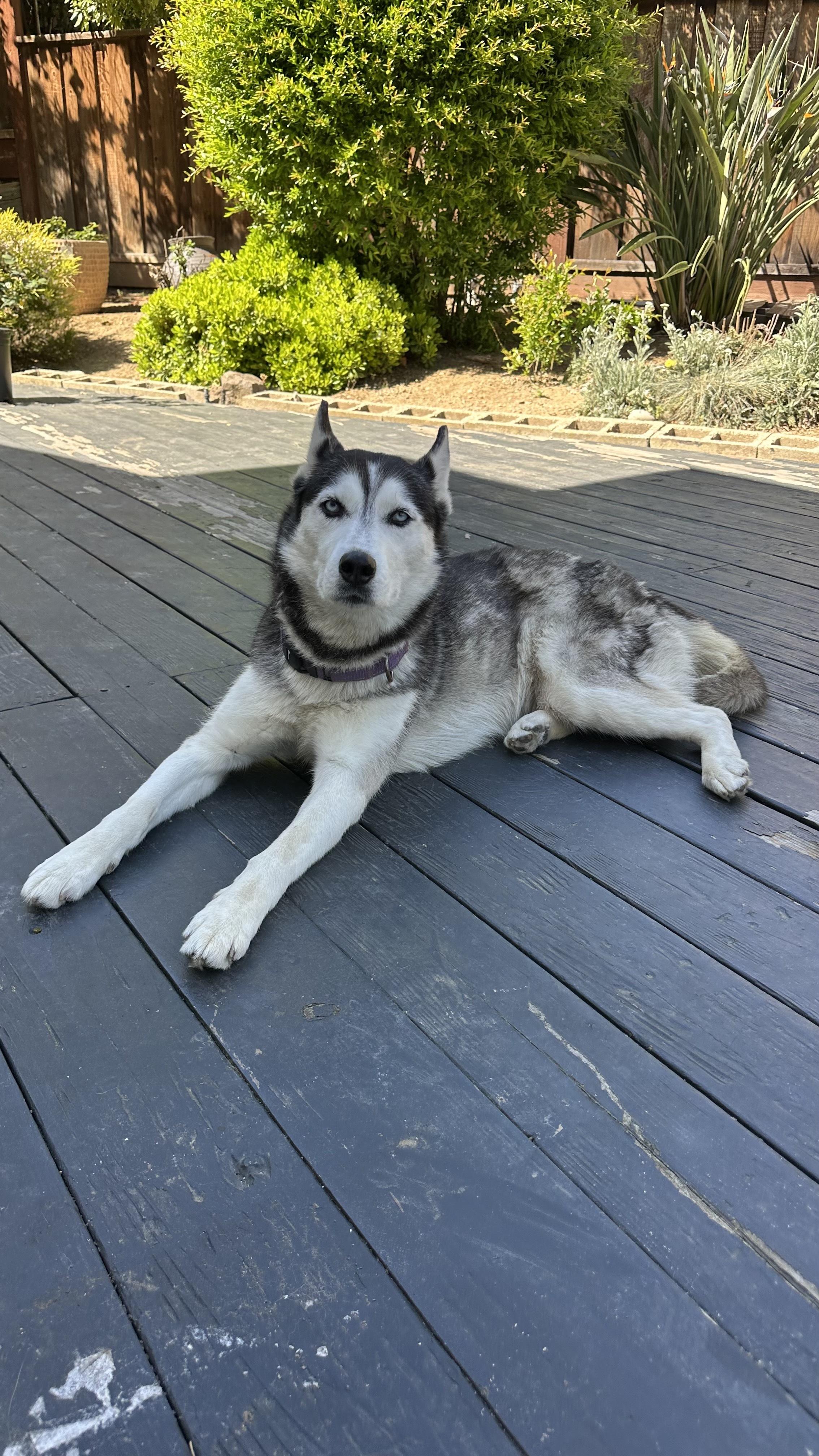 Enlarge Sassy, a ADOPTABLE Siberian Husky in Campbell, CA image 6/6
