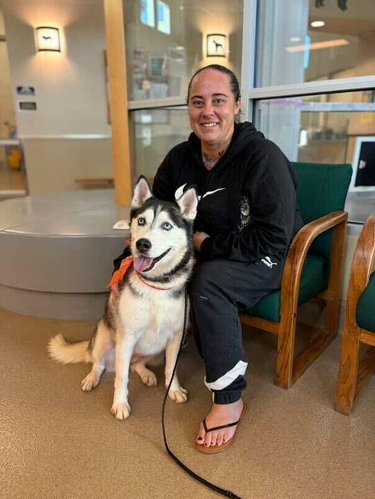 Enlarge Sassy, a ADOPTABLE Siberian Husky in San Rafael, CA image 1/3