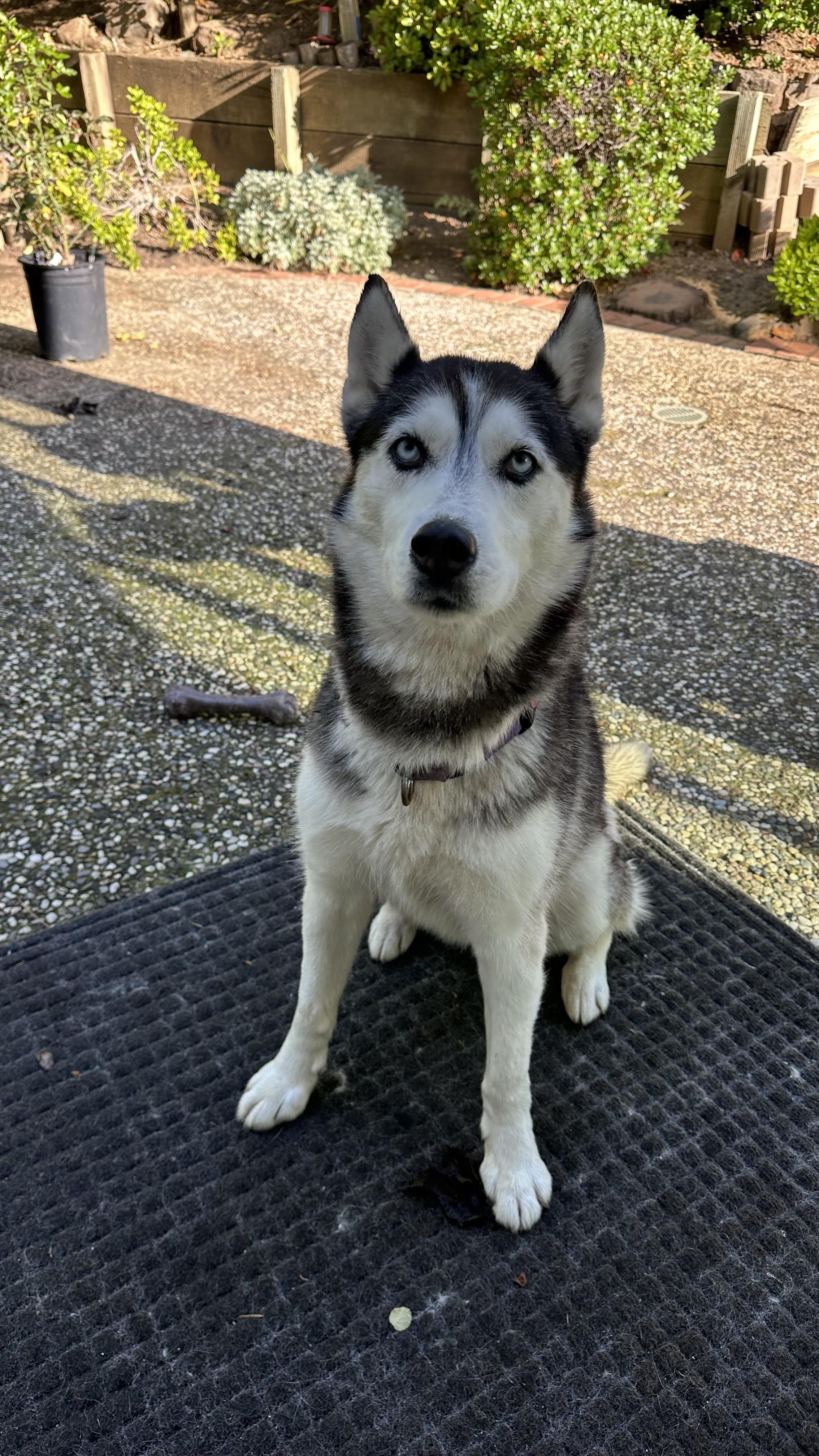 Enlarge Sassy, a ADOPTABLE Siberian Husky in Campbell, CA image 2/6