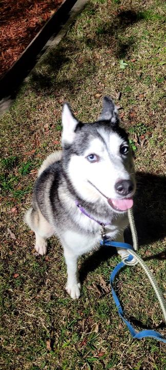 Enlarge Sassy, a ADOPTABLE Siberian Husky in San Rafael, CA image 2/3