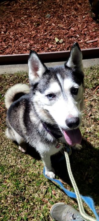 Enlarge Sassy, a ADOPTABLE Siberian Husky in San Rafael, CA image 3/3