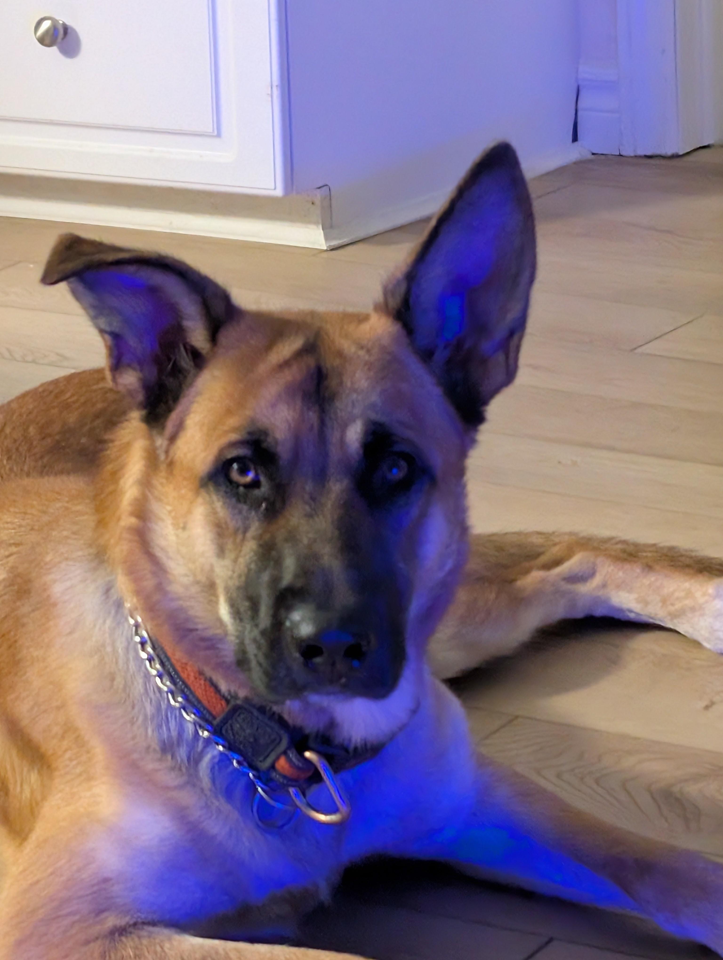 Enlarge Duke, a Adoptable mixed breed in Rockwood, ON image 5/6