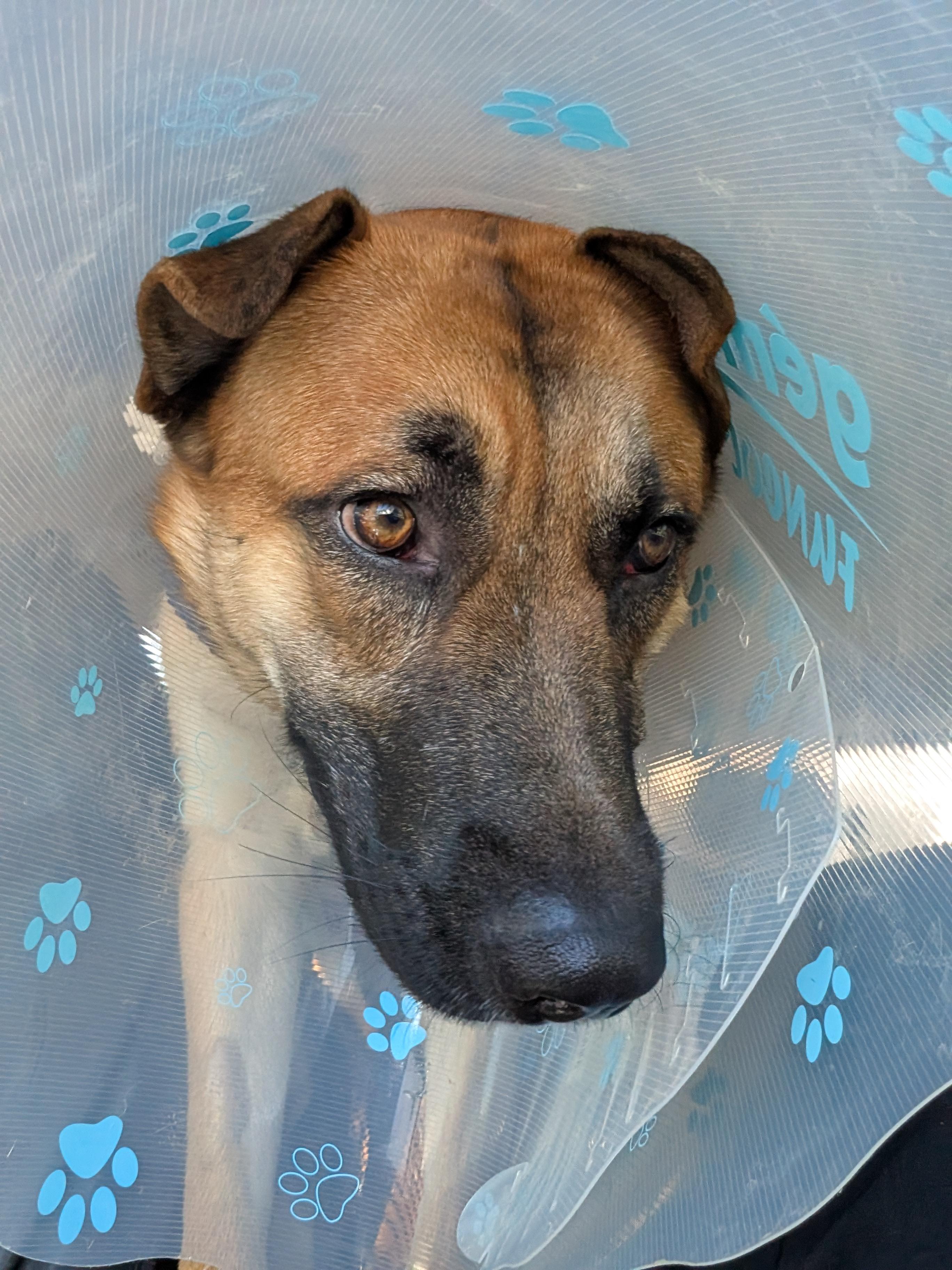 Enlarge Duke, a Adoptable mixed breed in Rockwood, ON image 4/6