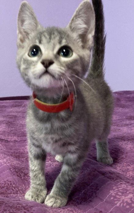 Enlarge *TAKI, a Adoptable Domestic Short Hair in Woodland, CA image 1/1