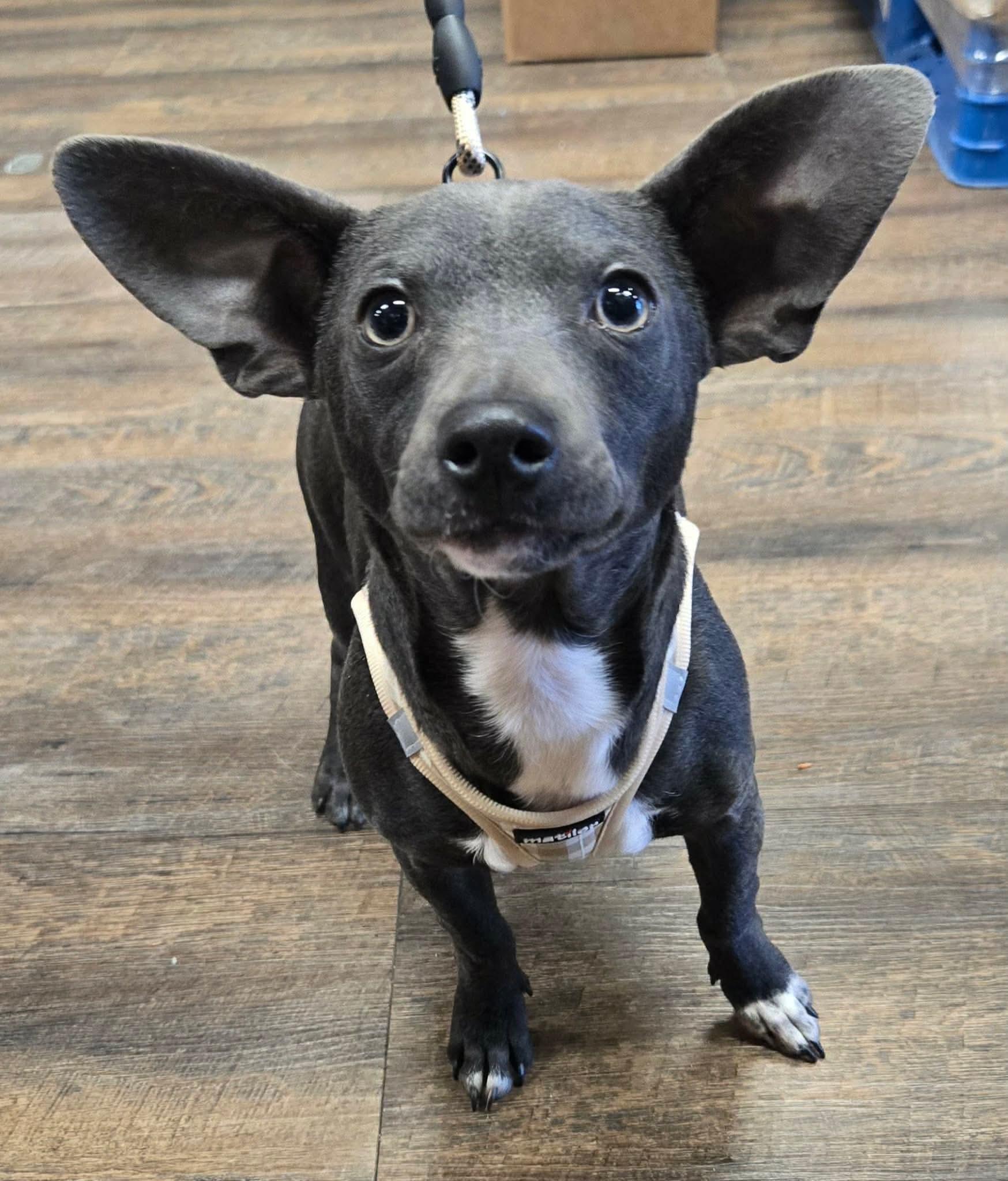 Enlarge FRISCO, a Adoptable mixed breed in Grand Prairie, TX image 4/4