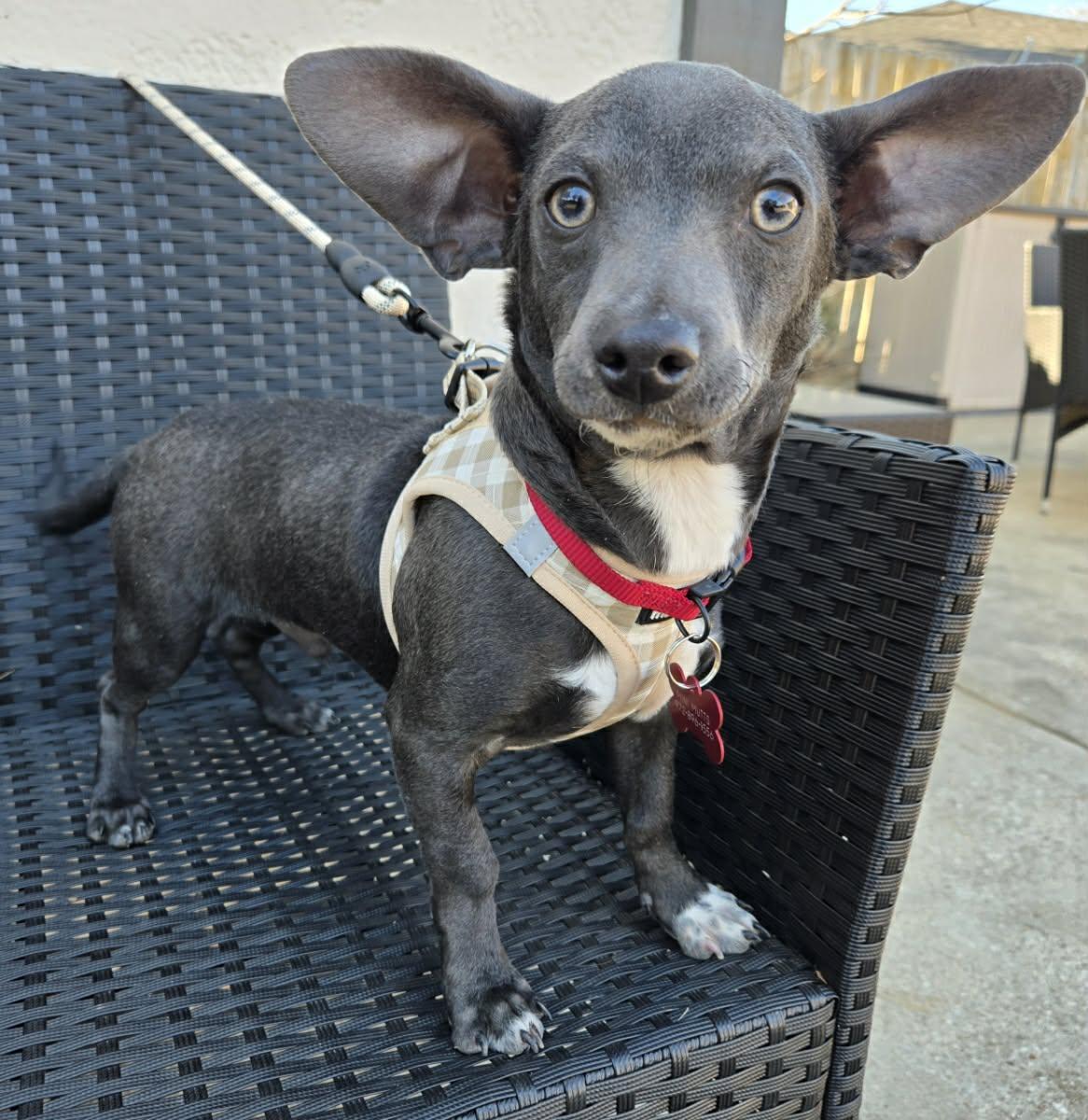 Enlarge FRISCO, a Adoptable mixed breed in Grand Prairie, TX image 3/4