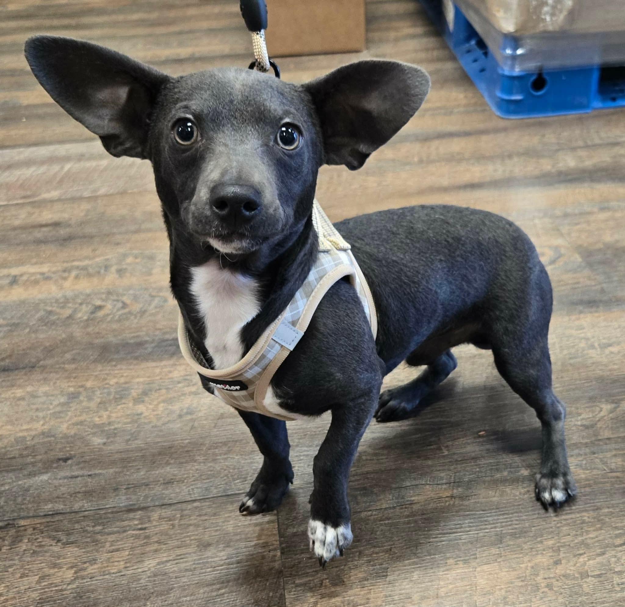 Enlarge FRISCO, a Adoptable mixed breed in Grand Prairie, TX image 2/4