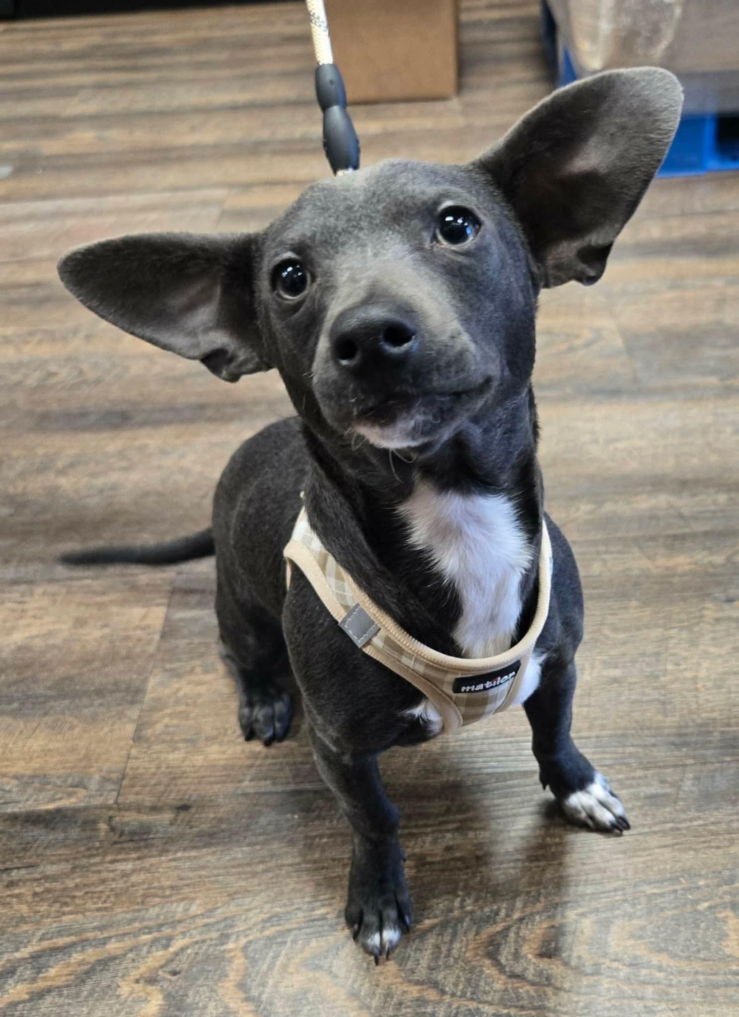 Enlarge FRISCO, a Adoptable mixed breed in Grand Prairie, TX image 1/4