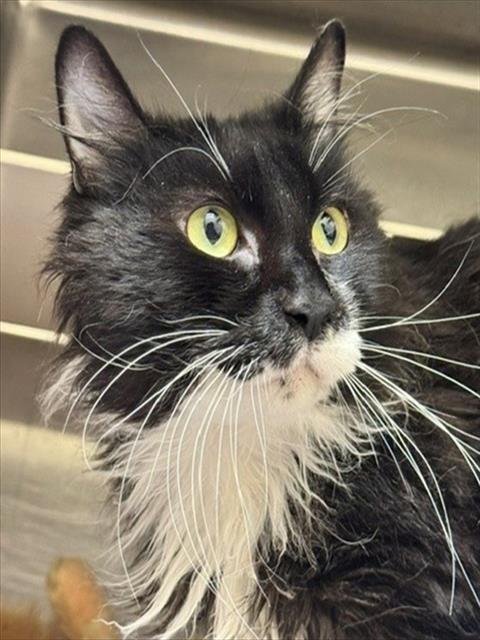 JETHRO, Adoptable, Young Male Domestic Long Hair & Domestic Short Hair.