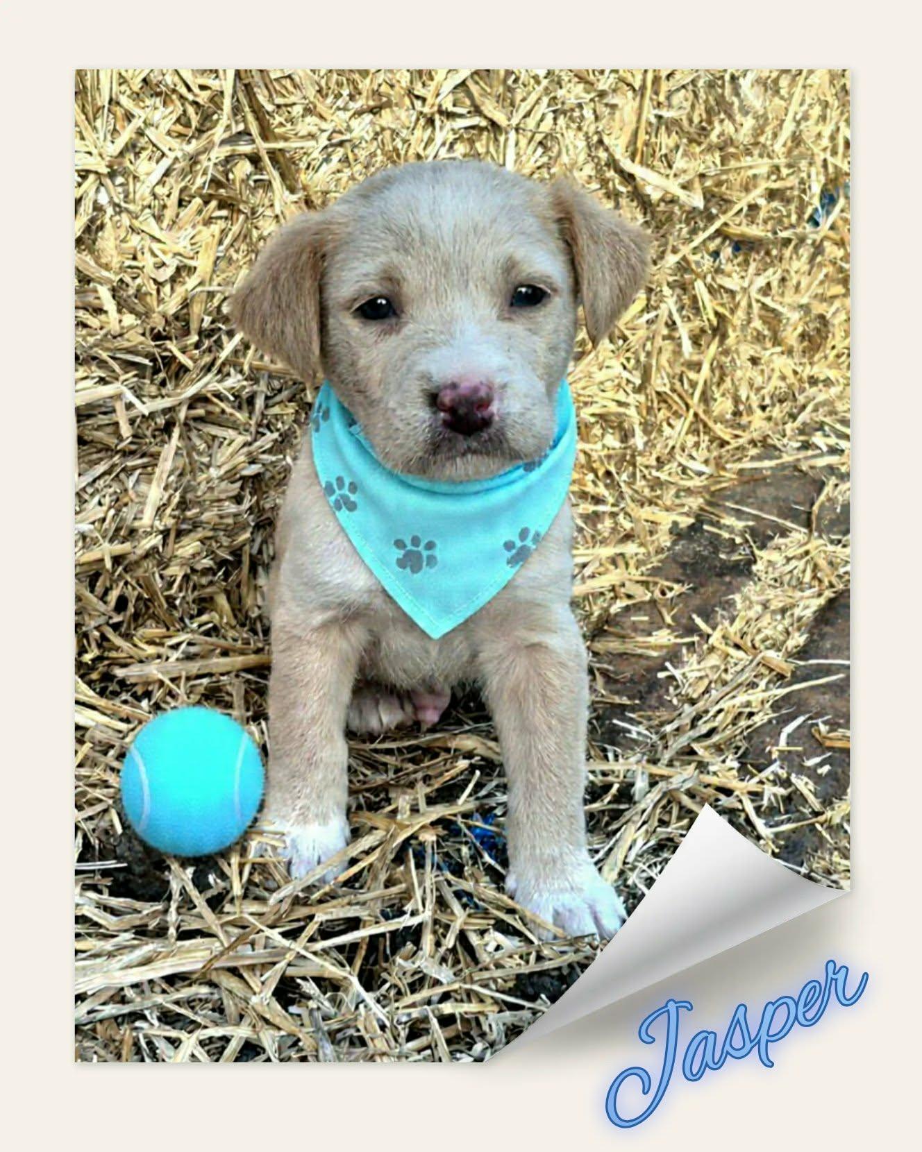 Enlarge Jasper, a ADOPTABLE mixed breed in Grove, OK image 1/5