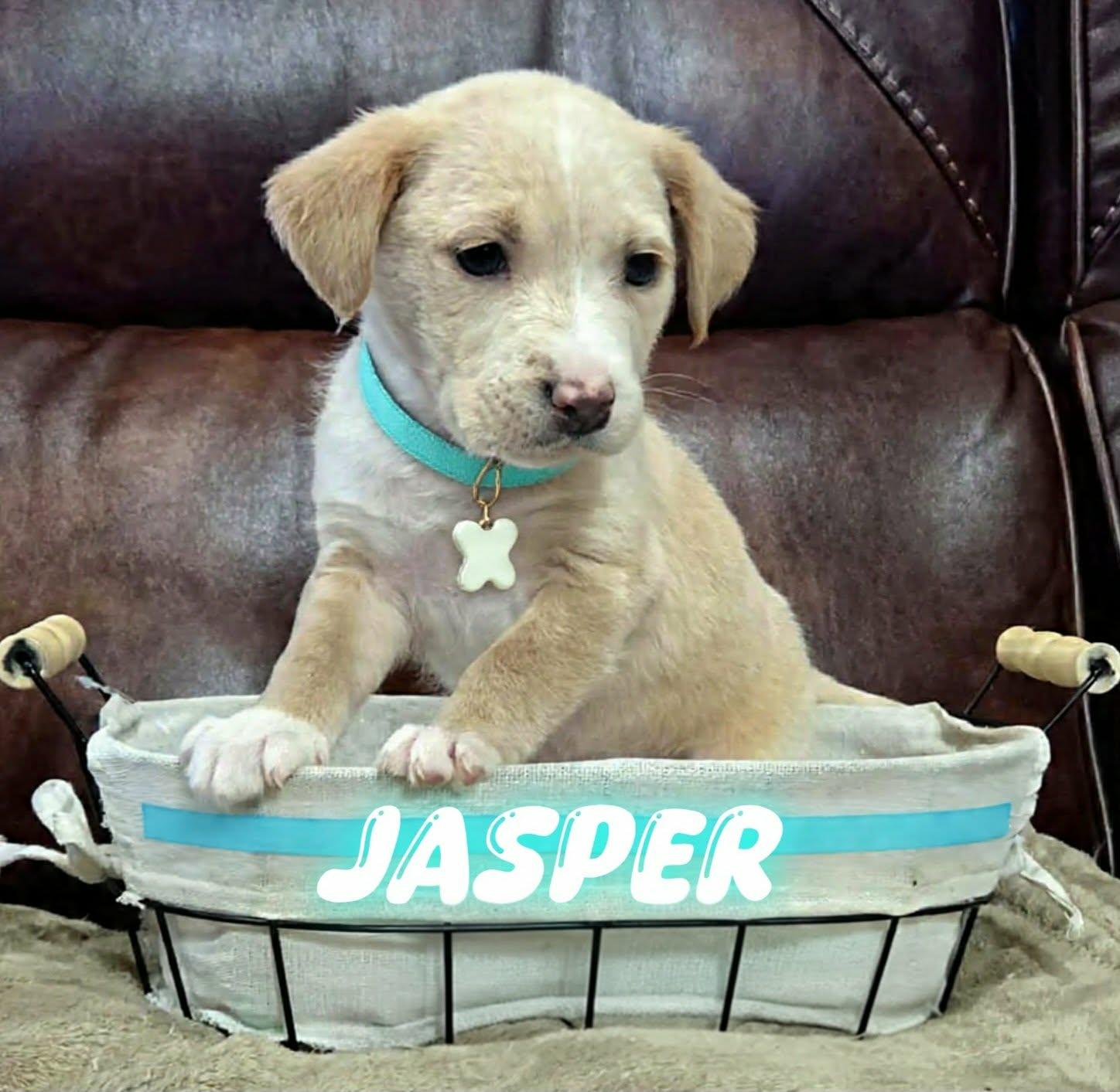 Enlarge Jasper, a ADOPTABLE mixed breed in Grove, OK image 3/5