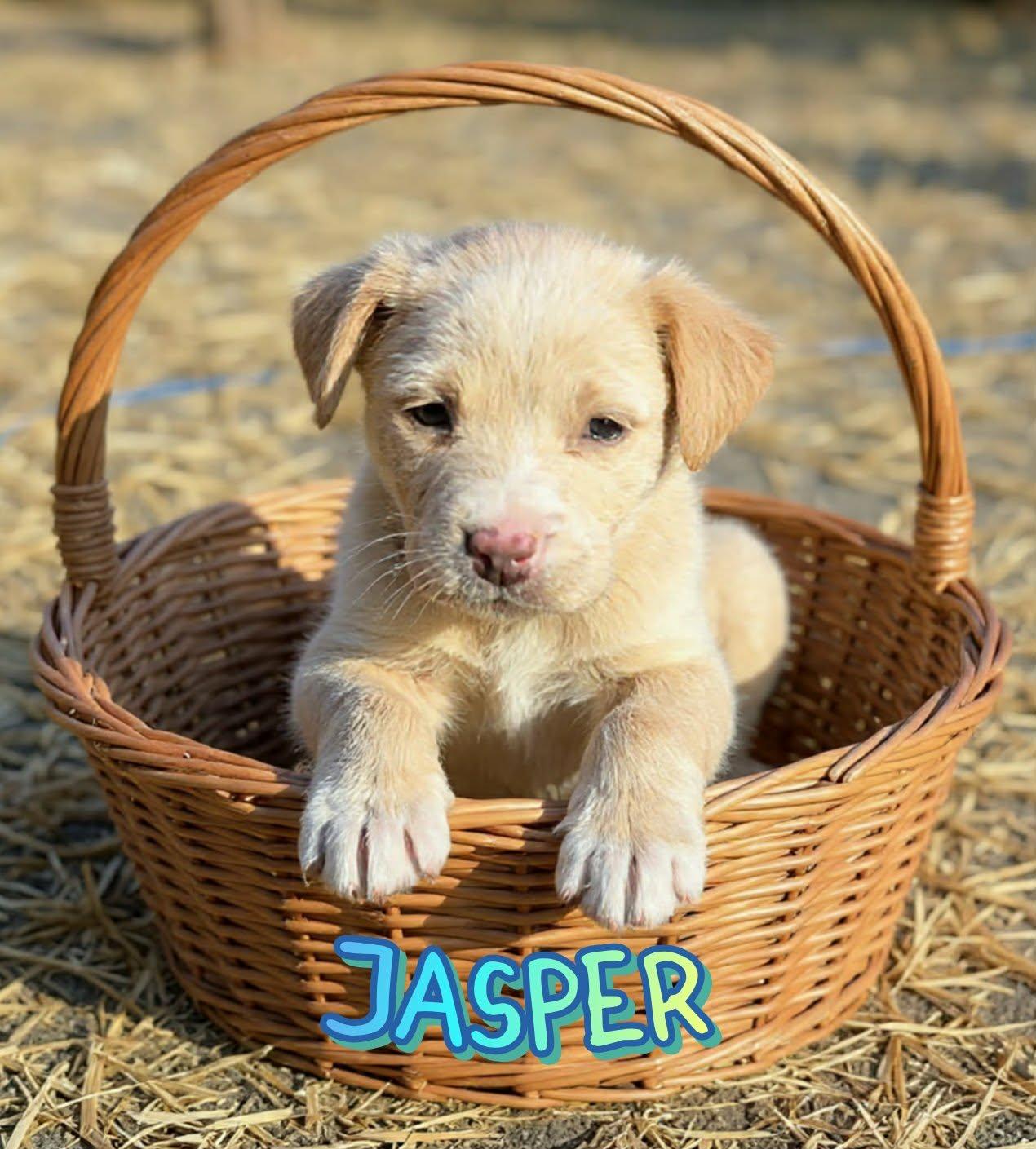 Enlarge Jasper, a ADOPTABLE mixed breed in Grove, OK image 4/5