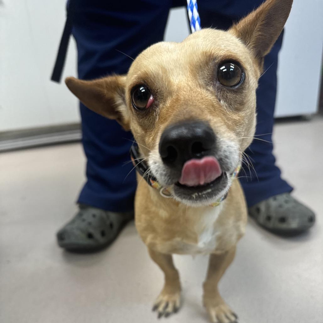 Hank (In Foster), Adoptable, Adult Male Chihuahua.