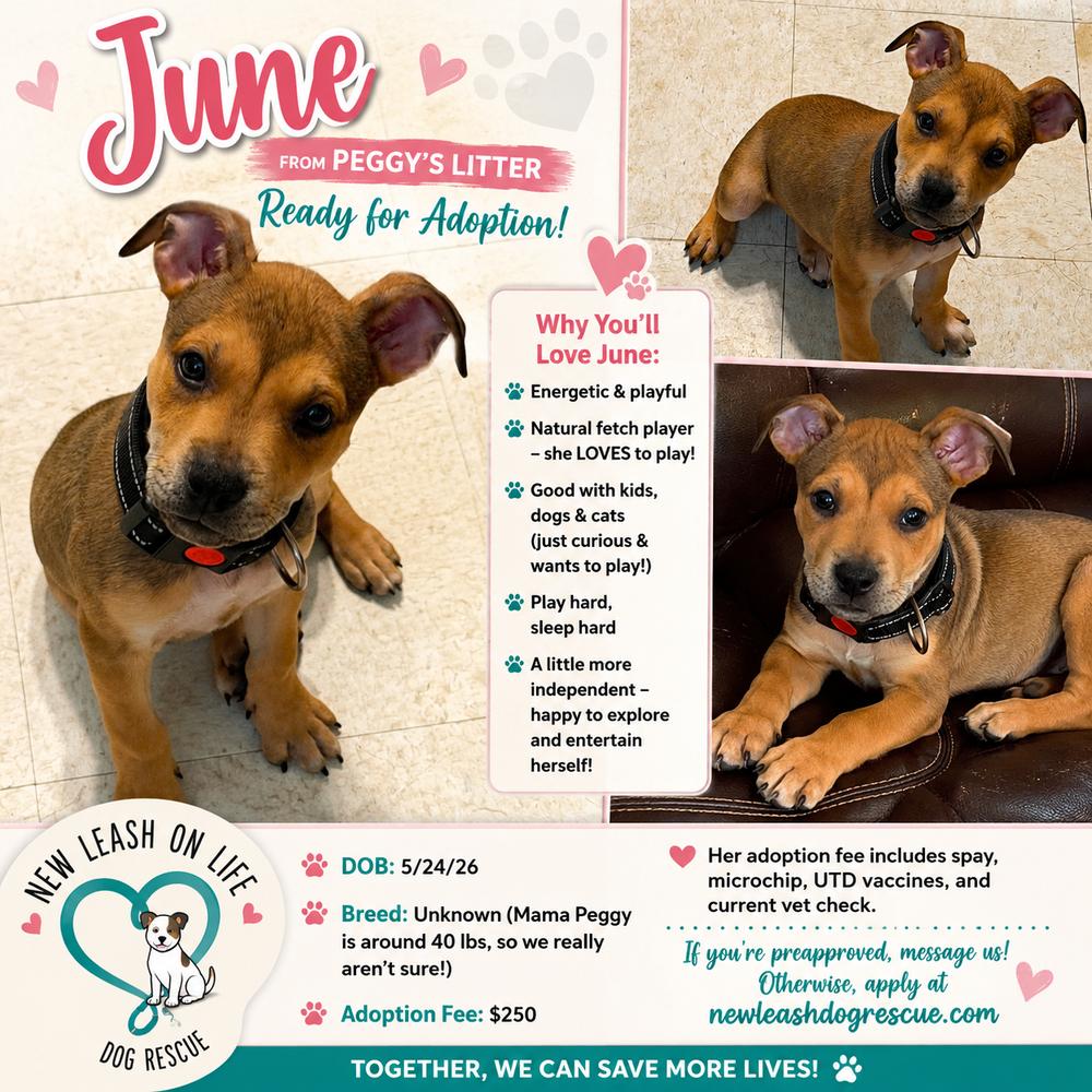 June, Adoptable, Puppy Female American Staffordshire Terrier.