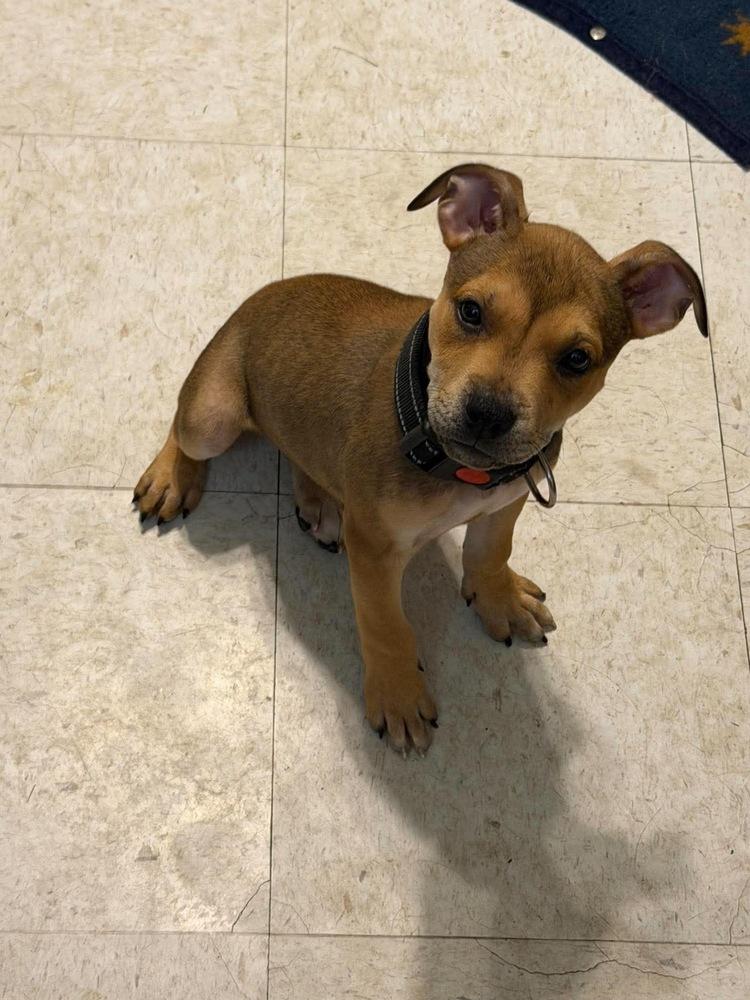 Enlarge June, a Adoptable mixed breed in Rockland, WI image 2/3