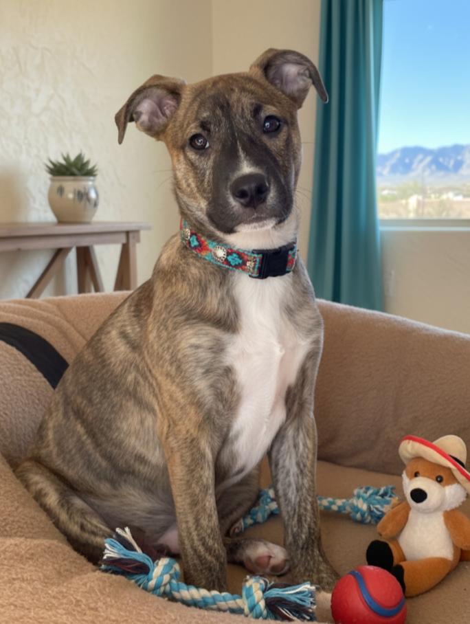 Enlarge DAISY, a ADOPTABLE mixed breed in Pena Blanca, NM image 1/1