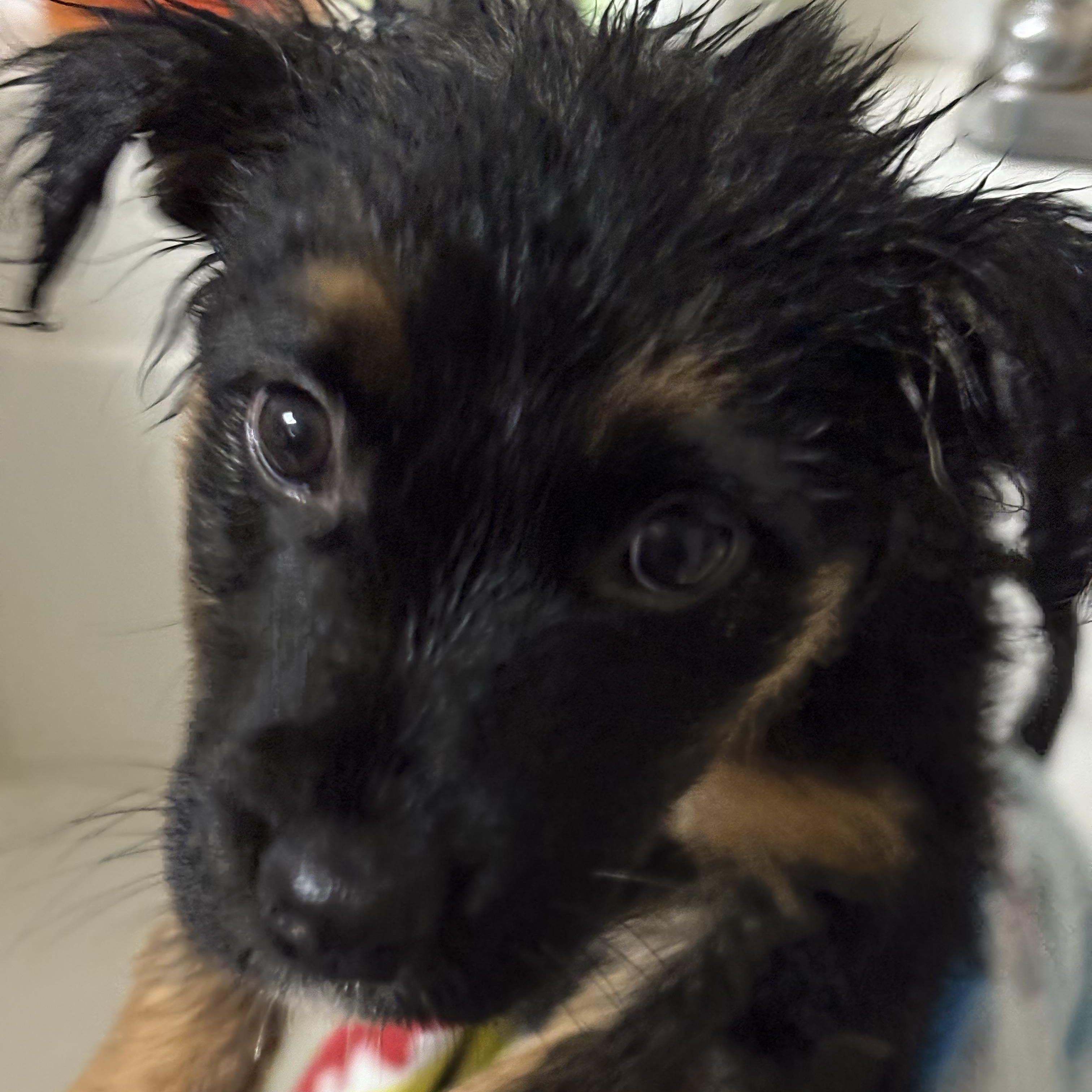 Enlarge ABBEY Adventure Buddy!, a ADOPTABLE mixed breed in Queen Creek, AZ image 5/5