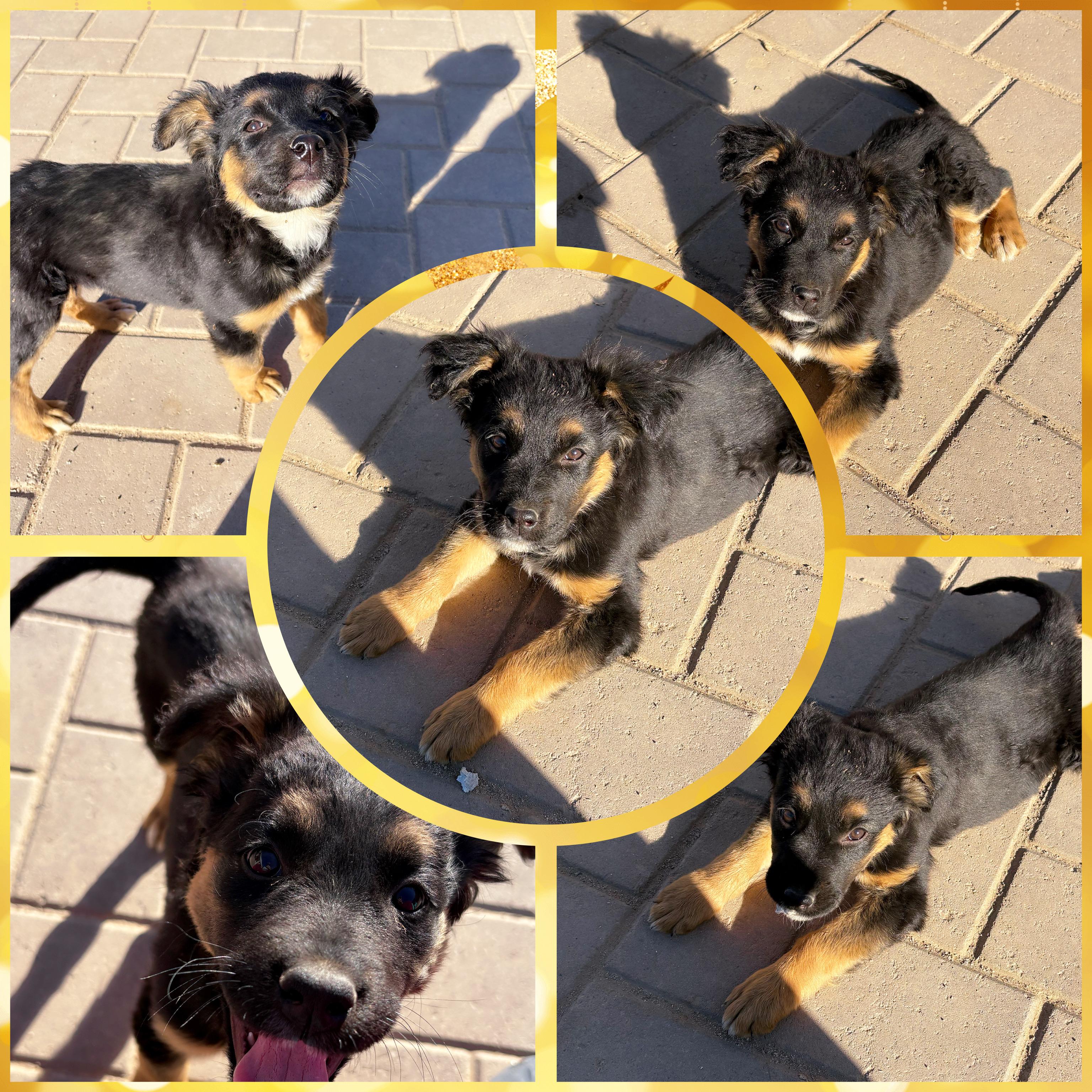 Enlarge ABBEY Adventure Buddy!, a ADOPTABLE mixed breed in Queen Creek, AZ image 3/5