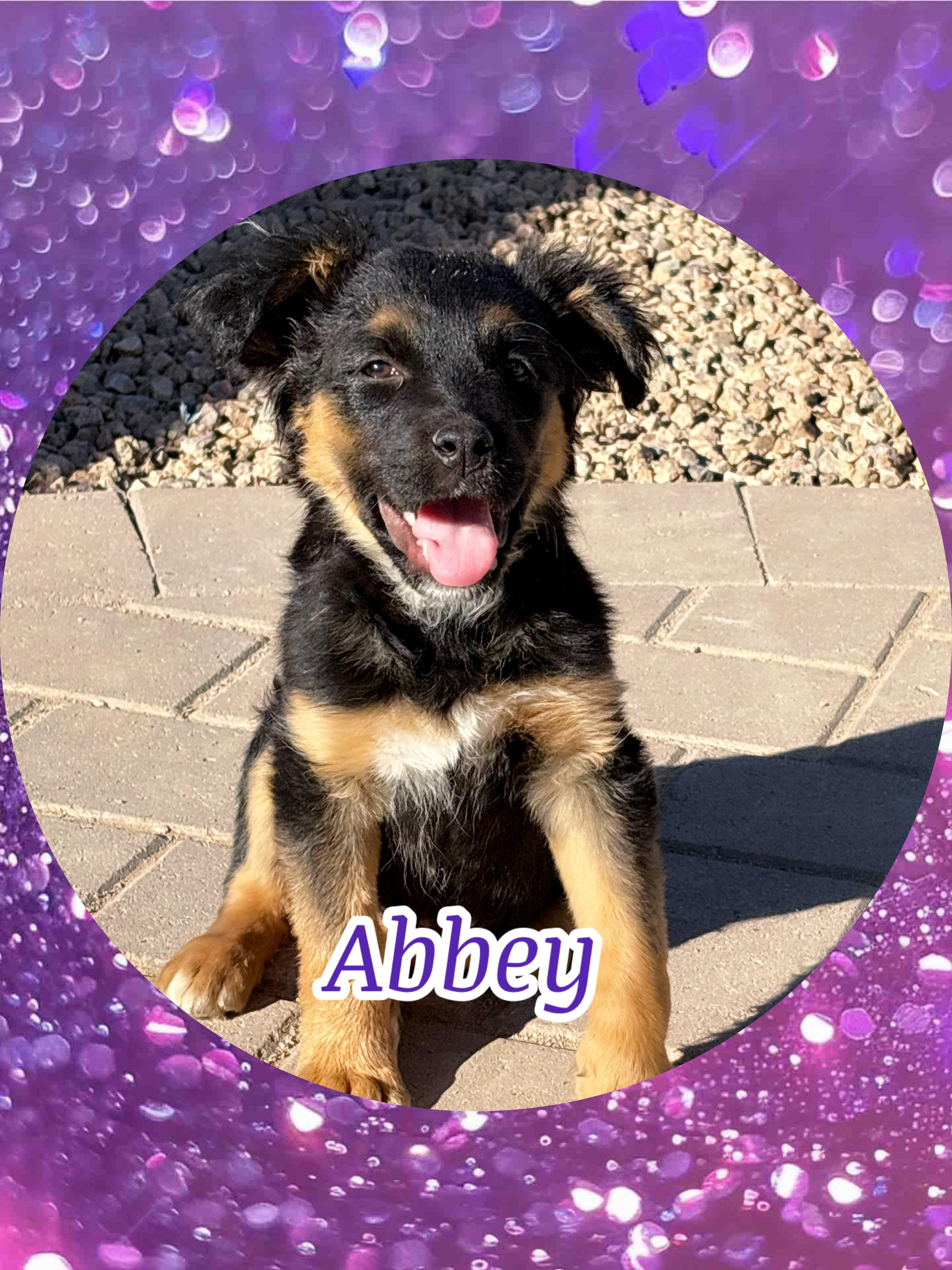 ABBEY Adventure Buddy!, ADOPTABLE, Puppy Female Australian Kelpie & Australian Shepherd.