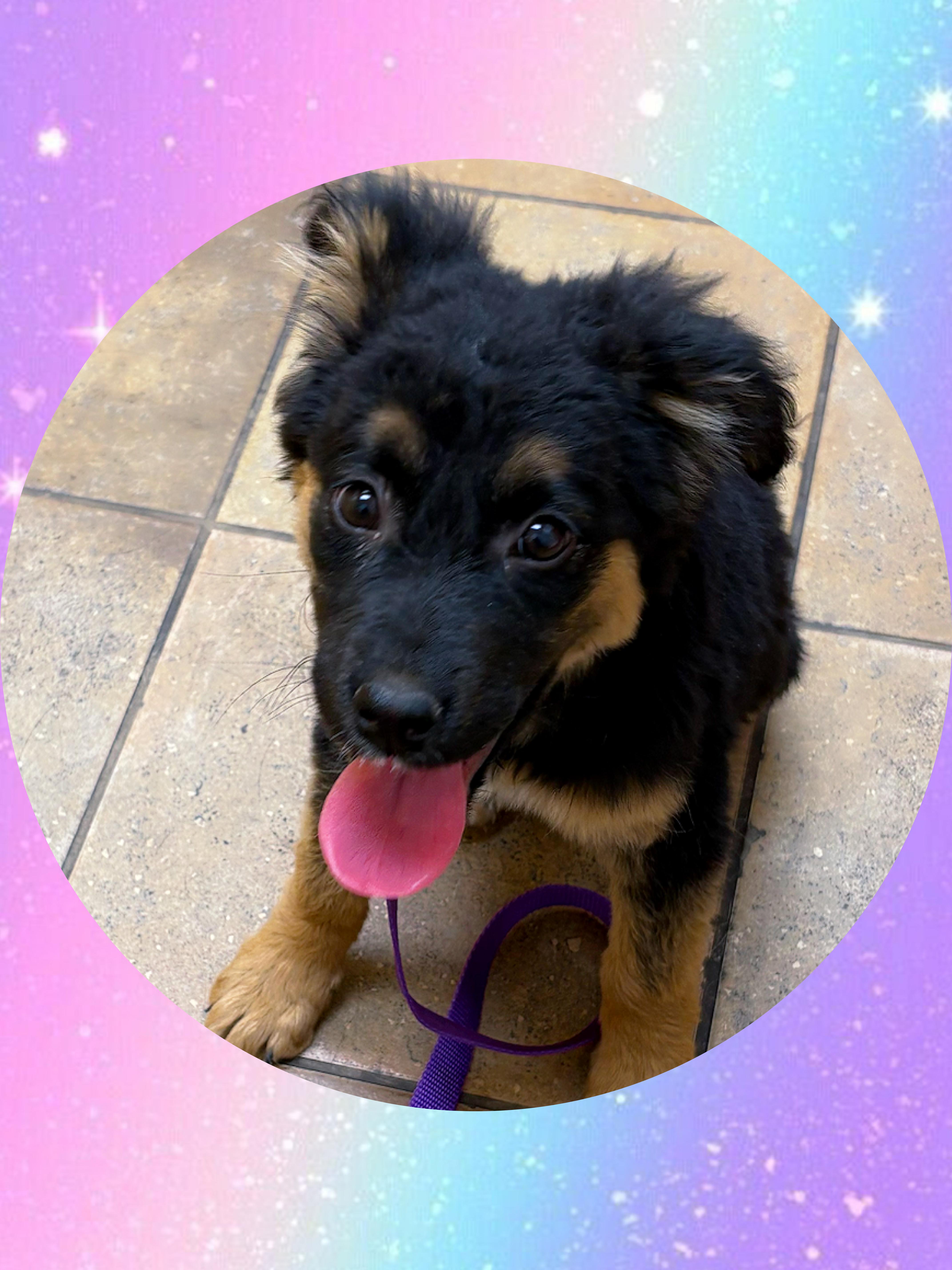 Enlarge ABBEY Adventure Buddy!, a ADOPTABLE mixed breed in Queen Creek, AZ image 4/5