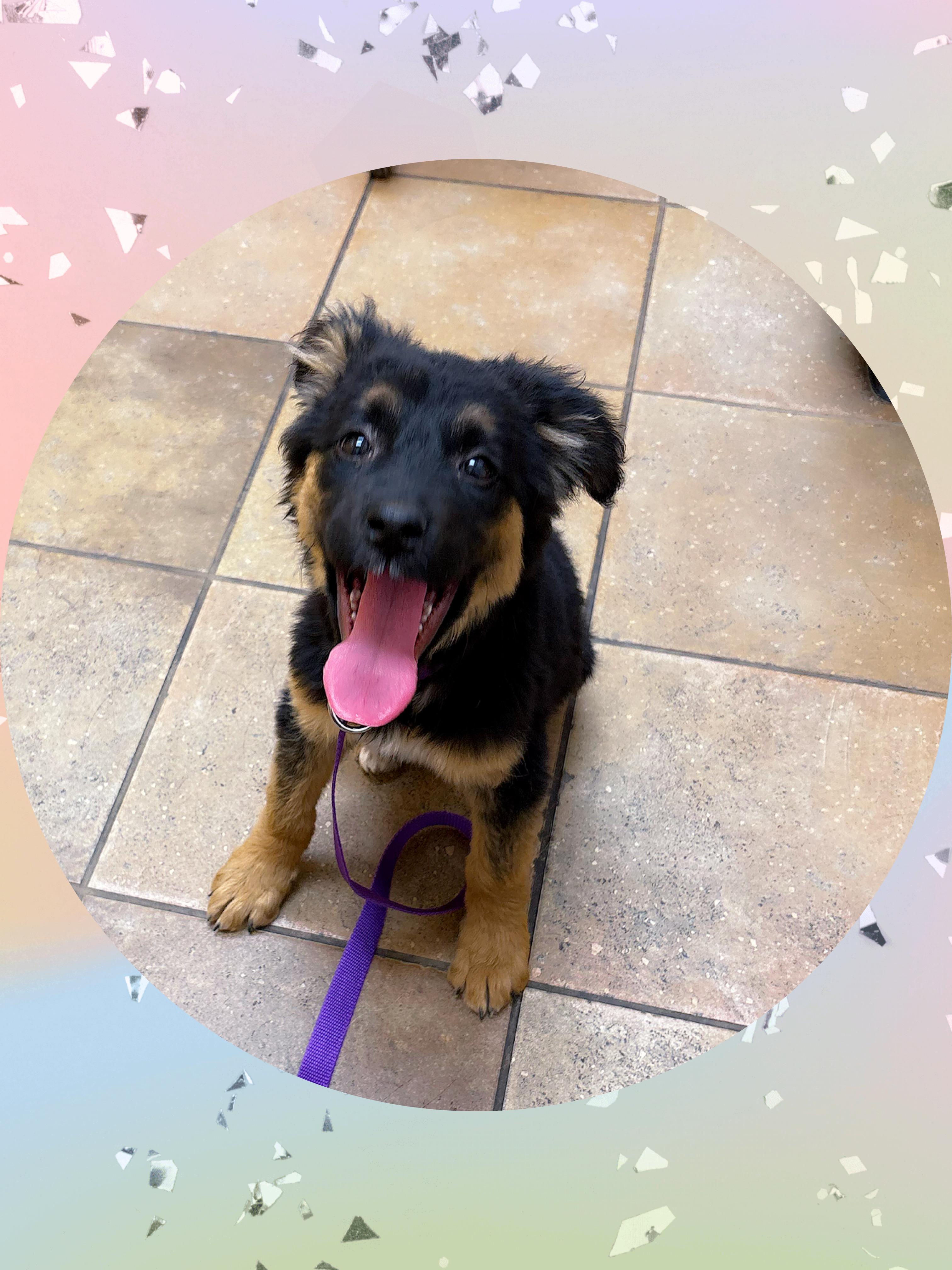 Enlarge ABBEY Adventure Buddy!, a ADOPTABLE mixed breed in Queen Creek, AZ image 2/5