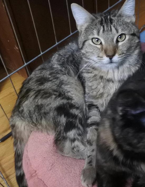 Jo Jo, Adoptable, Adult Female Domestic Short Hair & Tabby.