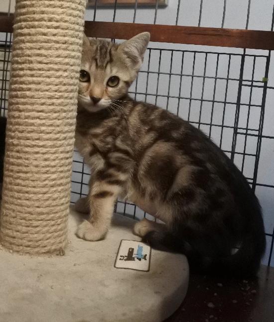 Jo Jo, Adoptable, Adult Female Domestic Short Hair & Tabby.