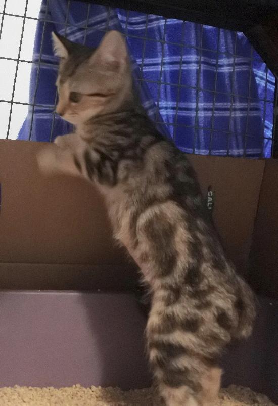 Enlarge Jo Jo, a Adoptable mixed breed in Half Moon Bay, CA image 2/4