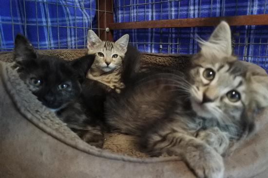 Enlarge Jo Jo, a Adoptable mixed breed in Half Moon Bay, CA image 4/4