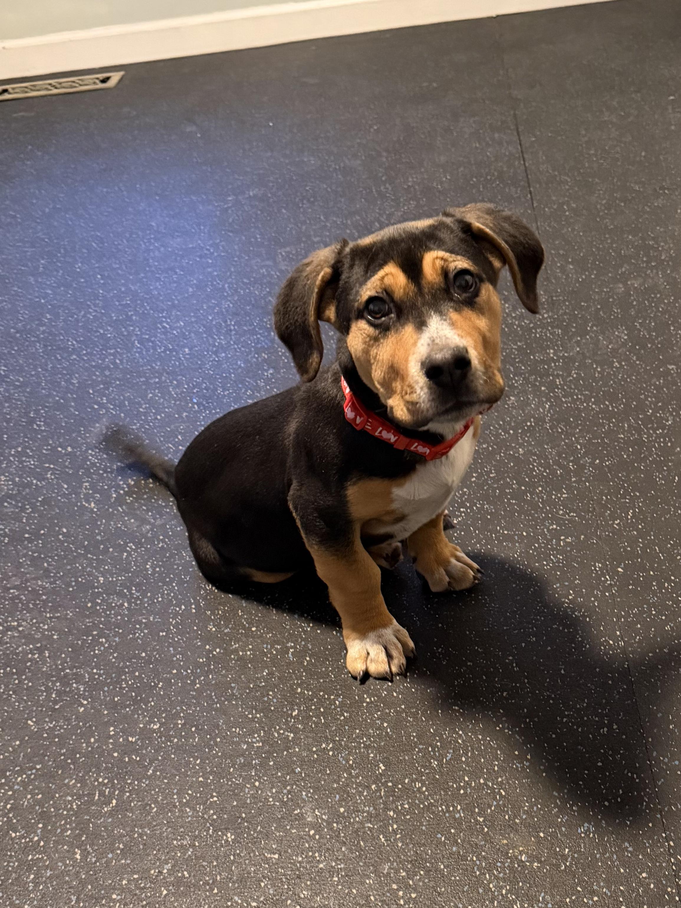 Andre, ADOPTABLE, Puppy Male Labrador Retriever & Basset Hound.